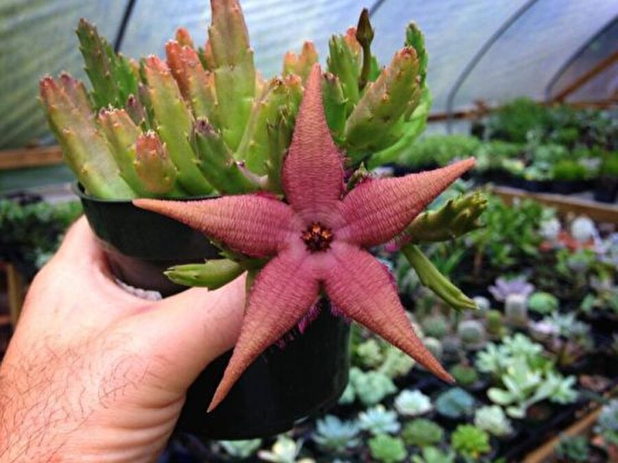 Stapelia Gigantea ( Dev çapı 17cm’e erişebilen çiçekler )

                                    Stepeliad ailesinin yetiştirilmesi kolay, zengin çiçekleri ile göz alıcı bir türüdür. Saksı yetiştiriciliğine uygun varyete, büyük saksılar içinde kaya bahçesi uygulamalarına da uygundur. Yanlarından verdiği yavrularla çok hızlı gelişen stapelialar kısa sürede dikili oldukları saksıları doldururlar. Yaz aylarında başlayan çiçeklenme cinse göre sonbahar ortasına dek devam eder. Dikensiz olan ve yaz kış yeşil görünümlü bitki, çiçeklenme döneminde neden bir koleksiyon bitkisi olduğunu ortaya koyan, etli, deniz yıldızlarına benzeyen, dev çiçekler açar.

  


  
Yapısı: Sukkulent yapılı dikensiz gövde / Konum: Güneşli ve yarı gölge alanda sağlıklı gelişir. Aşırı gölgede yapısı bozulacağından mutlaka aydınlık ortamları tercih ediniz. / İklim: Donlara karşı yarı dayanıklı / Gübreleme: Bahar başında yapılır. / Sulama :Sulama yöntemi diğer bitkilerden farklıdır. Suladığınız zaman derinlemesine ve iyice, bol sulayınız. Daha sonra toprağı kuruyana dek sulama yapmayınız. Toprağı kuruduktan sonra yeniden sulayınız. Soğuk aylarda sulamayı en aza indiriniz. Yaz ayları ve gelişme döneminde ise sulamayı artırınız. Her iki dönemde de aşırı sulamadan kaçınınız. Kış aylarında ısıtmasız dış mekanda tutulan bitkiler neredeyse hiç sulanmadan tüm kışı atlatabilirler. Özellikle don tehlikesi olan günler toprakları mutlaka kuru olmalı, ıslaksa dondan korunaklı bir yere alınmalıdırlar. / Saksı değişimi: Kaktüs ve sukkulentlerde saksı değişimi daha çok toprak yenileme için yapılır. Asla eski saksısından çok büyük bir saksıya dikim yapmayınız. Saksı değişimlerinde maksimum 1 boy büyük saksıya alınız ve bu saksıda en az 2 sene tutmaya gayret gösteriniz. Saksınızın sayıca çok ve yeterli su gideri olmalı, içine doldurduğunuz toprak geçirgenliği yüksek kaktüslere özel toprak olmalıdır.
                                