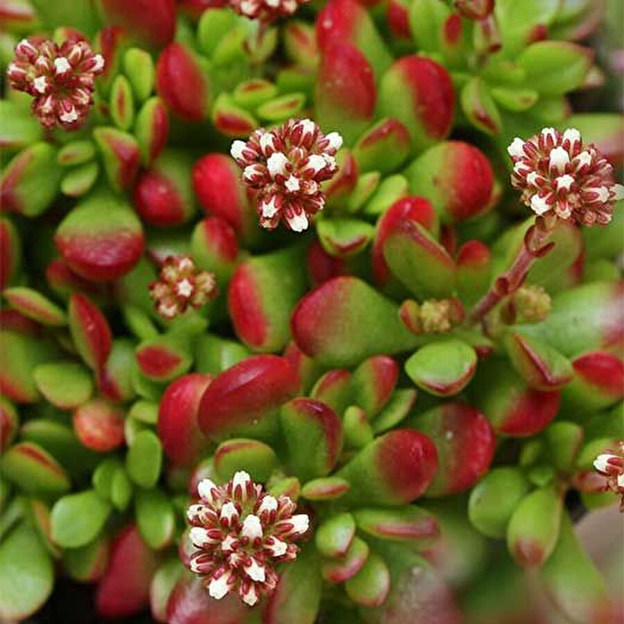 Crassula Pubescens sssp Radicans Mxsine – Sarkıcı ve yayılıcı, süper renk veren yapraklar

                                    Biliyoruz her biri ayrı güzel sukulent bitkilerin. Bakımları kolay, yetiştirmesi kolay. Ama crassula maxine varyetesinin yeri ayrı. Çok hızlı gelişen ve halı gibi dikili olduğu saran maxine sezon boyu renkten renge giren, her daim canlı ve parlak yaprakları ile gerçekten saksıda şekerleme benzeri görüntü sergileyen benzersiz bir crassula. Çiçeklenmesi gerçekten yıl boyu zengin görüntü veren maxinin sadece ekstradan bir bonus özelliği desek yeridir. Mutlaka kombine saksılarda ve ya tek başına yetiştirmeniz gereken muhteşem bir crasssula.

  


  
Dikim yeri : Saksıda ve yarı gölge, yaz aylarında aşırı güneşten sakının / Önerilen: Koleksiyon bitkisi / Toprak : Kaktüs ve sukulentlere özel toprak karışımı / Büyüme hızı : Hızlı / Çiçeklenme dönemi : Yaz ayları / Dona dayanıklılık : Donlara yarı dayanıklı / Ömrü : Çok yıllık
                                