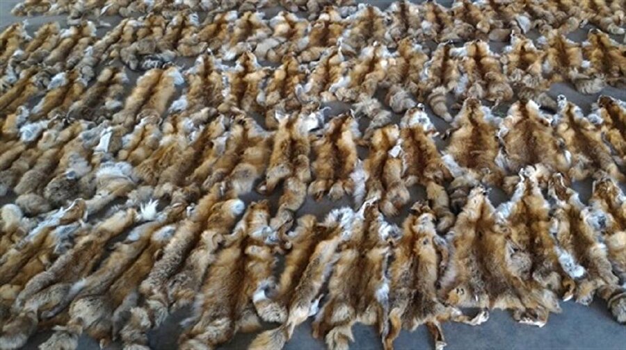 Çuvallar dolusu tilki kürklerine ele geçirildi.