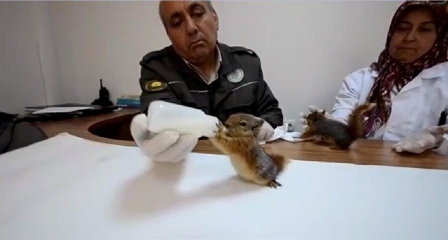 Anneleri ölen sincap yavrularına Bakanlık sahip çıktı.