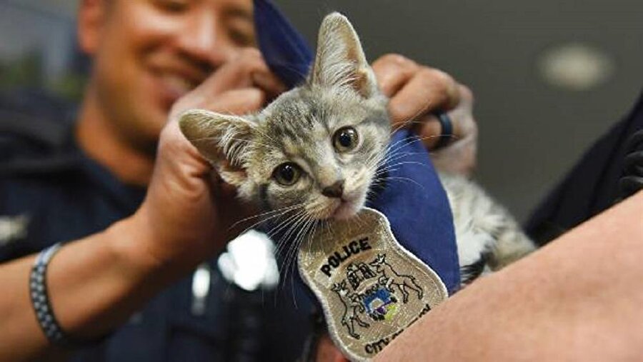 Michigan polisinin yeni memuru bir yavru kedi oldu.