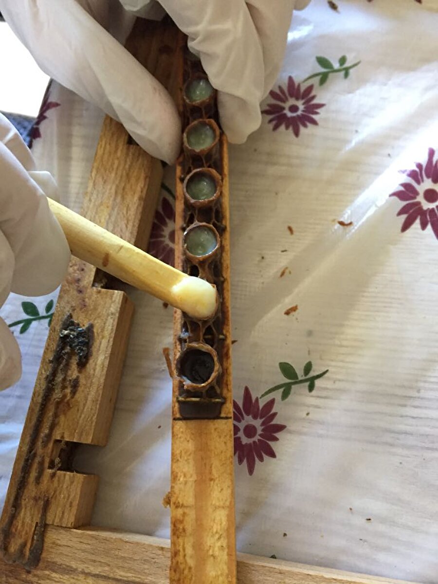 Arı sütünün kilogram fiyatı 5 bin TL'den alıcı buluyor.