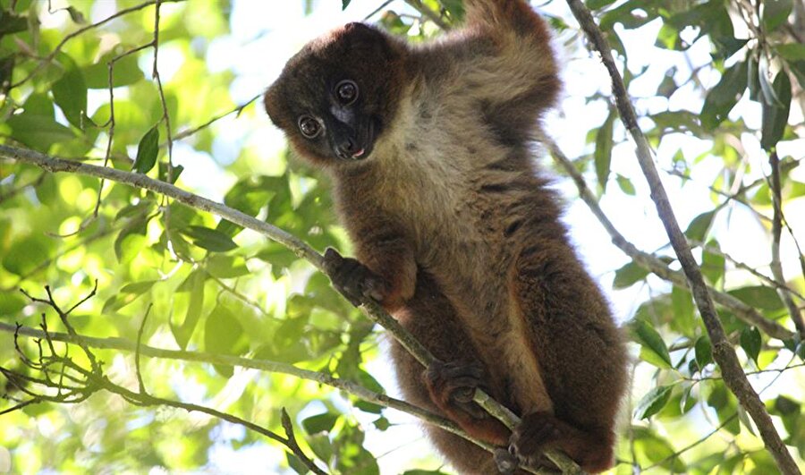 Lemur