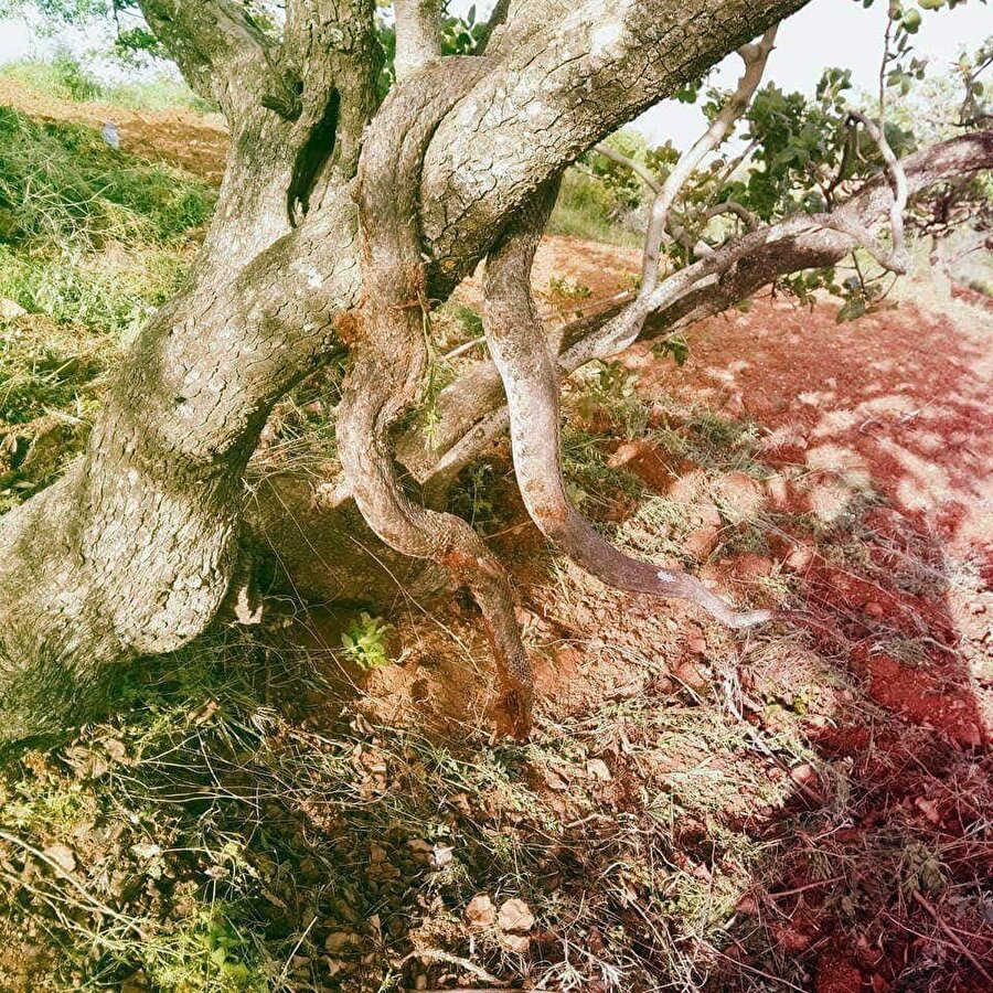 Kırsal mahallelerde hemen her gün devasa boyutlarda yılan gördüklerini söyleyen vatandaşlar, yılanlara basmamak ve ısırılmamak için çok dikkatli davrandıklarını belirtiyor.