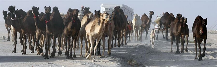 Katar, toprakları yetersiz olduğu için, komşusu Suudi Arabistan'da 30 bin deve besliyordu.