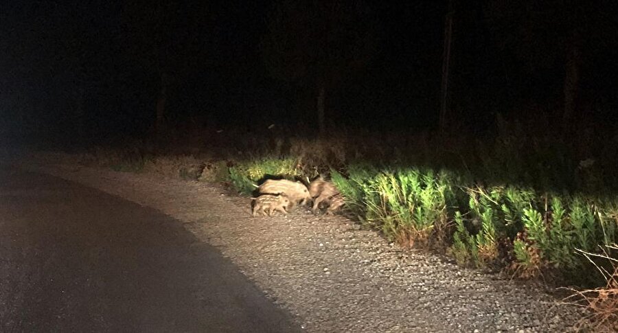 Muğla'nın Bodrum ilçesinde, aç kalan domuz sürüsü evlerin bahçelerinde, cadde ve sokaklarda yiyecek aradı.