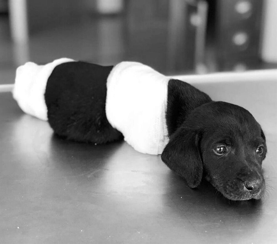 Yavru köpeğin ölümü sonrası tutuklanan kepçe operatörünün eşi isyan etti