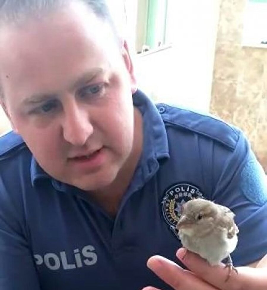 Kuş kendine geldi!
Polis memurunun yaptığı kalp masajı sonrasında kuş kendine geldi. Bir süre daha polis memurunun elinde kalan kuş, daha sonra uçarak bir ağacın dalına kondu. Polis memurunun yapmış olduğu kalp masajı ise cep telefonuyla saniye saniye kaydedildi.