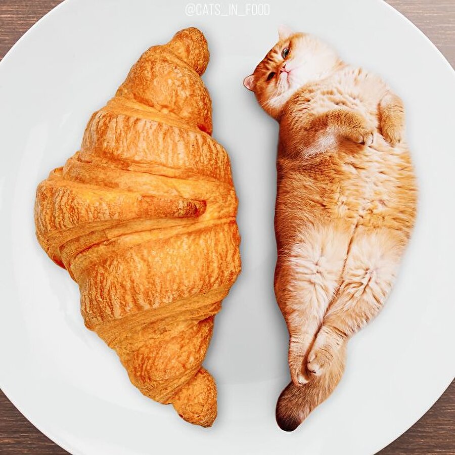 Kedi yemek