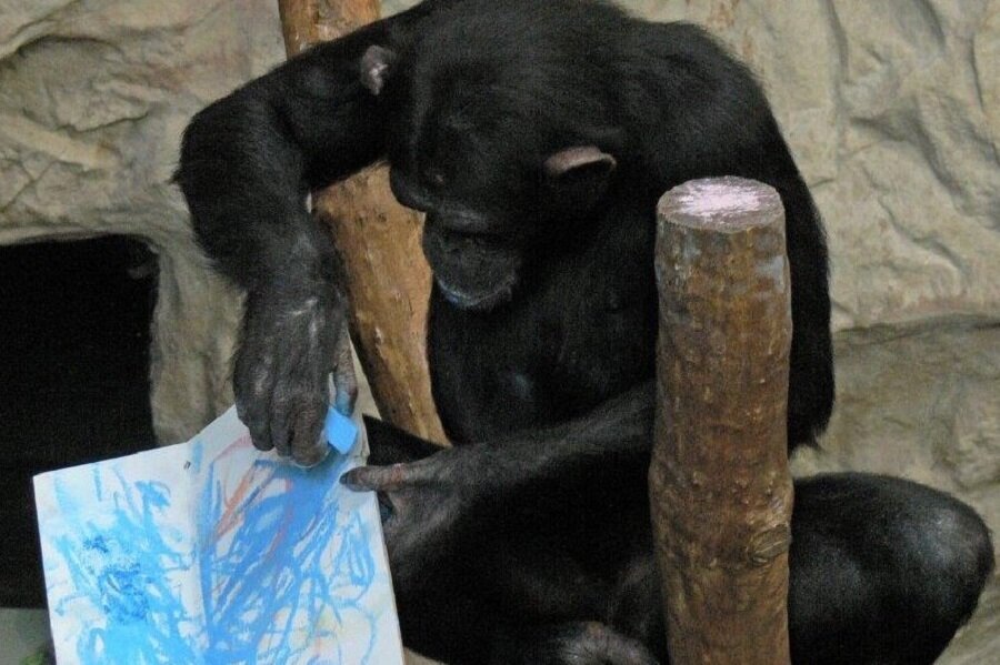 Resimleri açık arttırmada
Yetenekli şempanzenin eserleri önümüzdeki günlerde Yabani Şempanzeleri Koruma Vakfı yararına düzenlenecek açık arttırmayla satışa çıkacak.