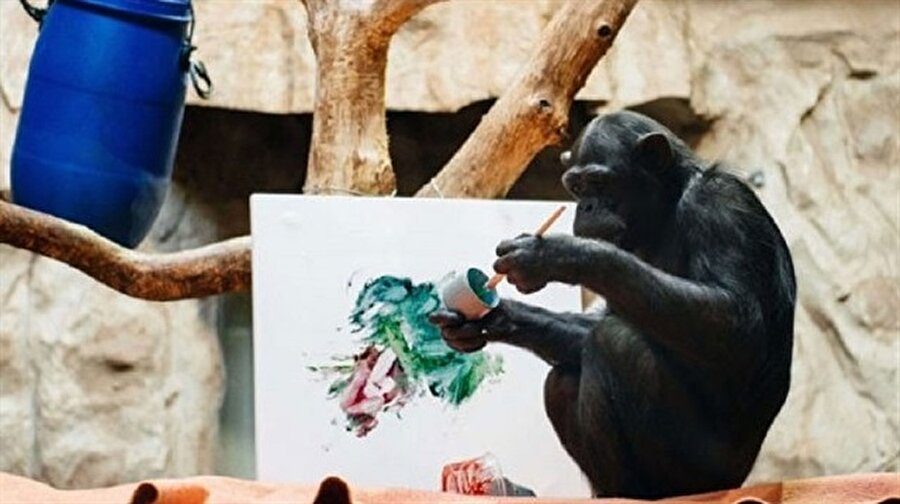 Doğaçlama resimler yapıyor 
Kadın elbiseleri giymeye, çanta taşımaya ve temizliğe büyük zaafı bulunan Varşova Hayvanat Bahçesi sakini 15 yaşındaki dişi şempanze Lucy, her gün işlerini bitirdikten sonra resim yapıyor.

  
Yetenekli şempanze ilk önce kendisi için özel olarak hazırlanan boyaların tadına bakıyor, ardından resim yapmaya başlıyor. Resim tutkusunu keşfetmesinde bakıcılarının da büyük rolü olan Lucy genelde doğaçlama resimler yapıyor.