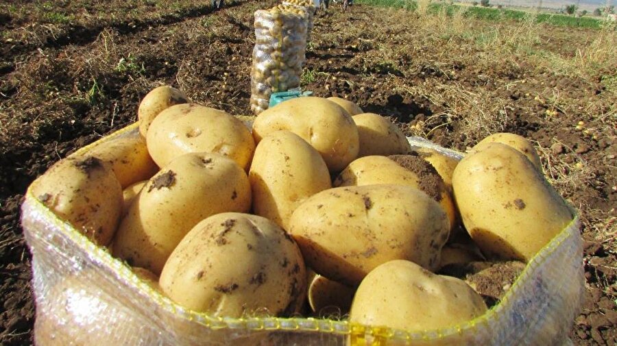 Patates fiyatları düştü