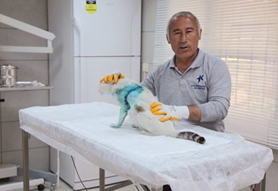 Kedinin sağlık durumunun iyi olduğunu belirten Veteriner Hekim Ferdi Algur, yaklaşık 15 yaşındaki yaşlı kediden çıkarılan tümörün yaşına bağlı olarak büyüdüğünü belirtti.