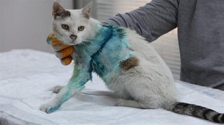 ​Yaşlı kediden çıkan tümör hayrete düşürdü!