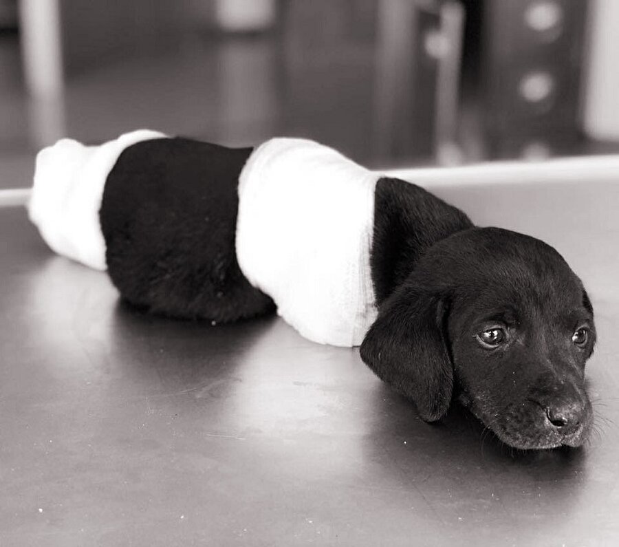 Ölen yavru köpekle ilgili tutuklanan kepçe operatörü İ.M’nin tahliyesine karar verildi.