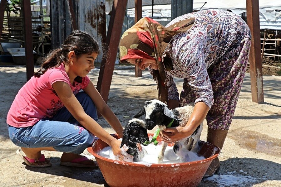 Anneleri doğumda ölen ikiz kuzulara ‘özel anne’ şefkati