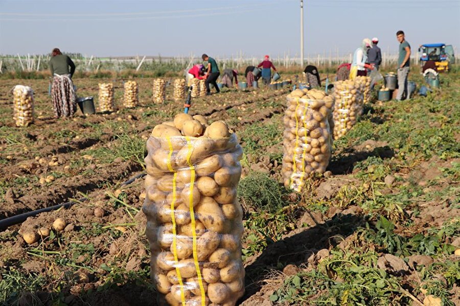 Niğde'de patates hasadı başladı.