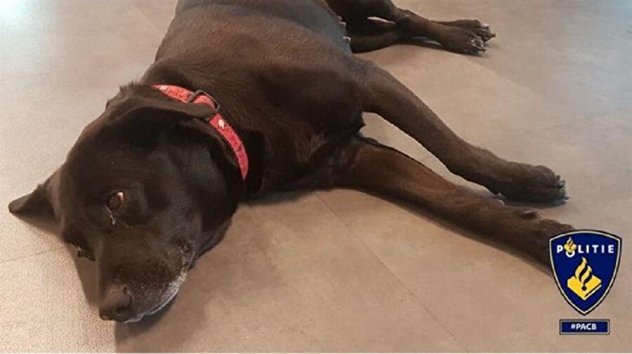 Amsterdam polisi susuz kalan köpeğin fotoğrafını sosyal medya hesaplarından paylaştı.