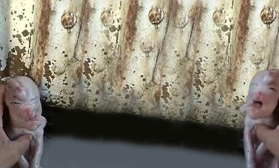 Çin'de doğan insan yüzlü domuz