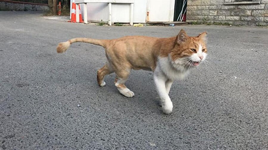 'Aslan' lakaplı kedi sokakta kaldı.