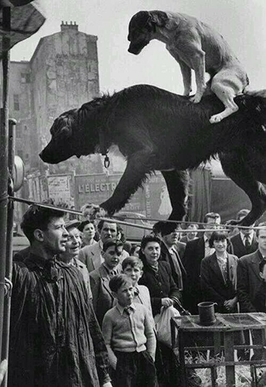 ​Akrobat köpekler, 1953 yılı
