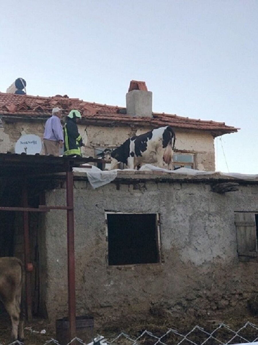 Adile Karaman’a ait inek, evin merdiveninden ahırın çatısına çıktı.