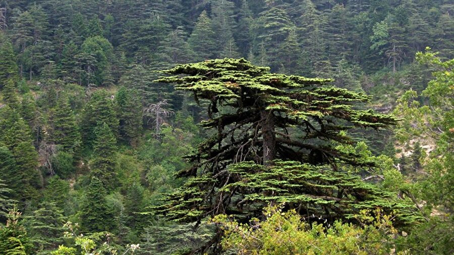 Sedir ağacı, Lübnan'ın en önemli milli sembolü sayılmaktadır.