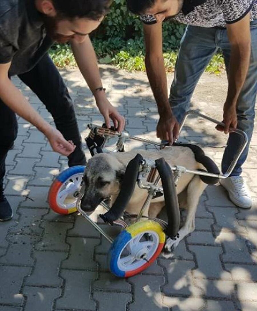 Yanlış tedavi sonucu ayakları kesilen Yağmur köpek için yürüteç desteği