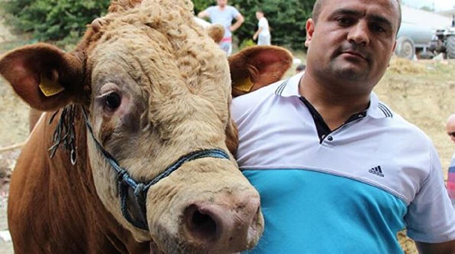 Kurban Bayramı'nın yaklaşmasıyla birlikte kurbanlıklar görücüye çıkmaya başladı.
