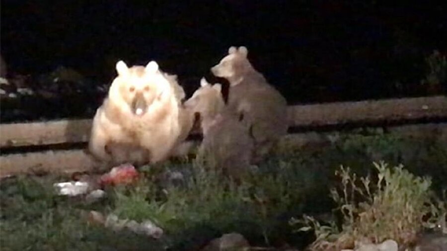 Her akşam gece yarısından itibaren çöplüğe gelen ayılar vatandaşlar tarafından yoğun ilgi görüyor.