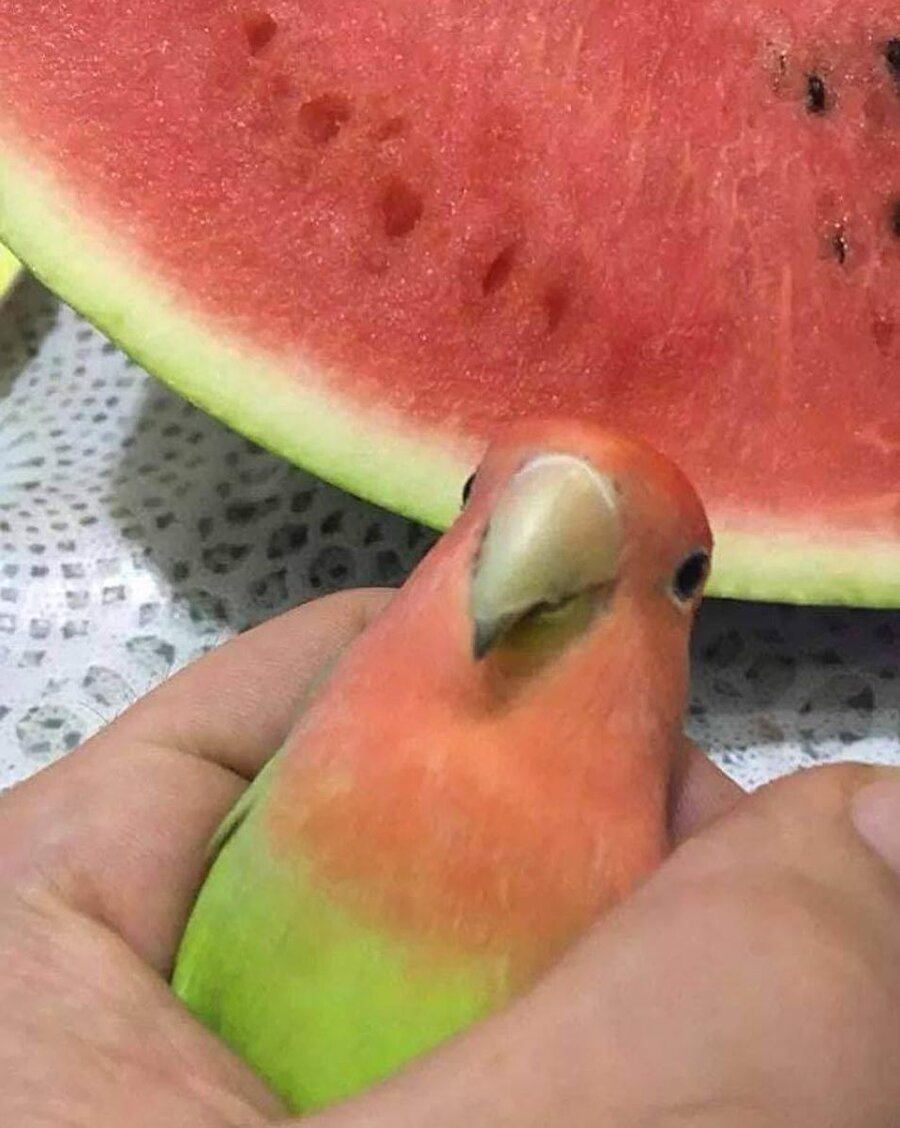 Karpuzla pişti olmak