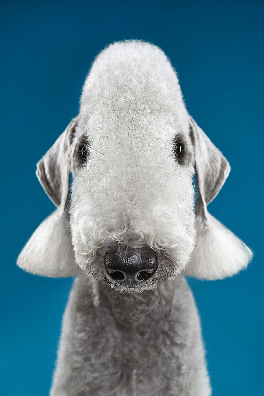 Köpek