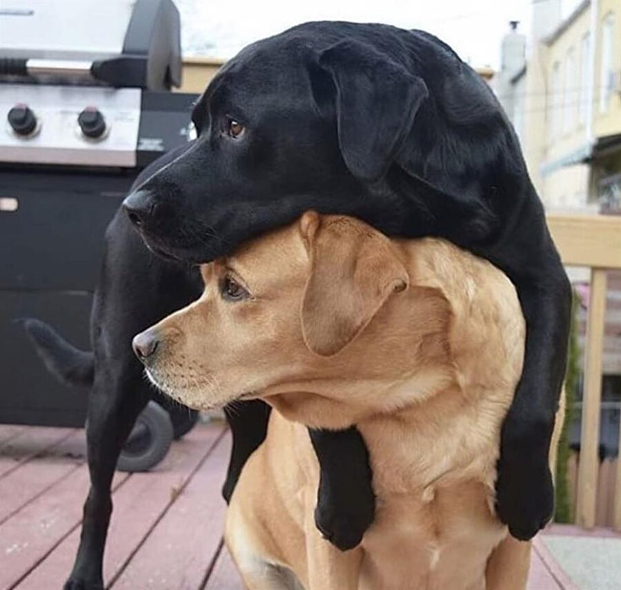 Sahiplenen köpek tutuşu