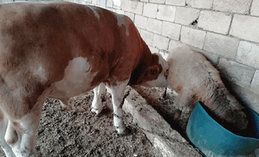 Ahırdaki boğanın koyunun sütünü içtiğini gören Faruk Batırhan şaşkına döndü. 