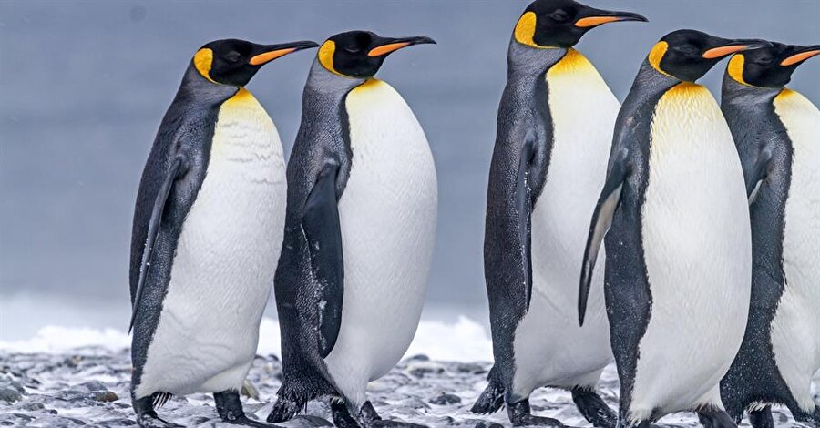Kral penguenler