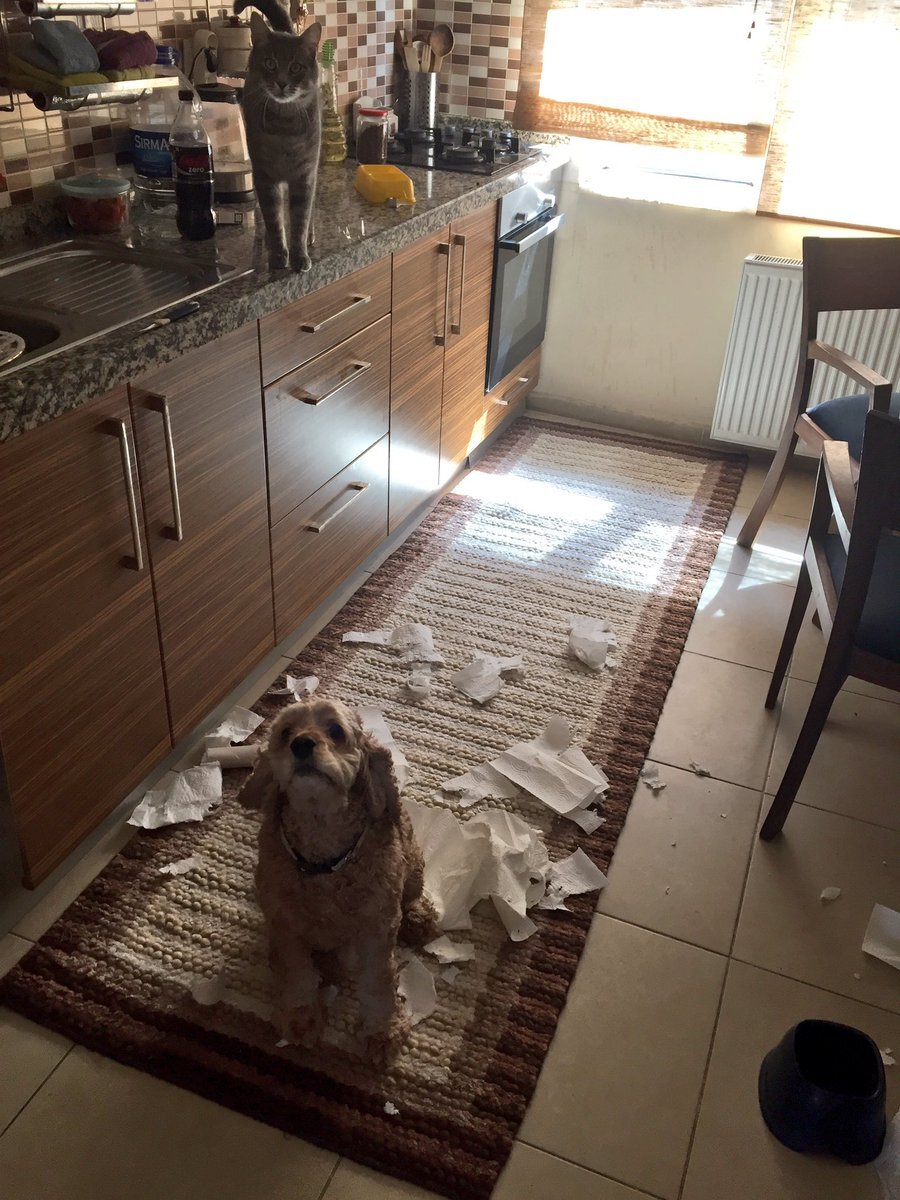 Güzel bir karşılama