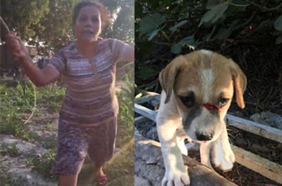 Saldırgan şahıs, köpeği odunla döverek bu hale getirdi.
