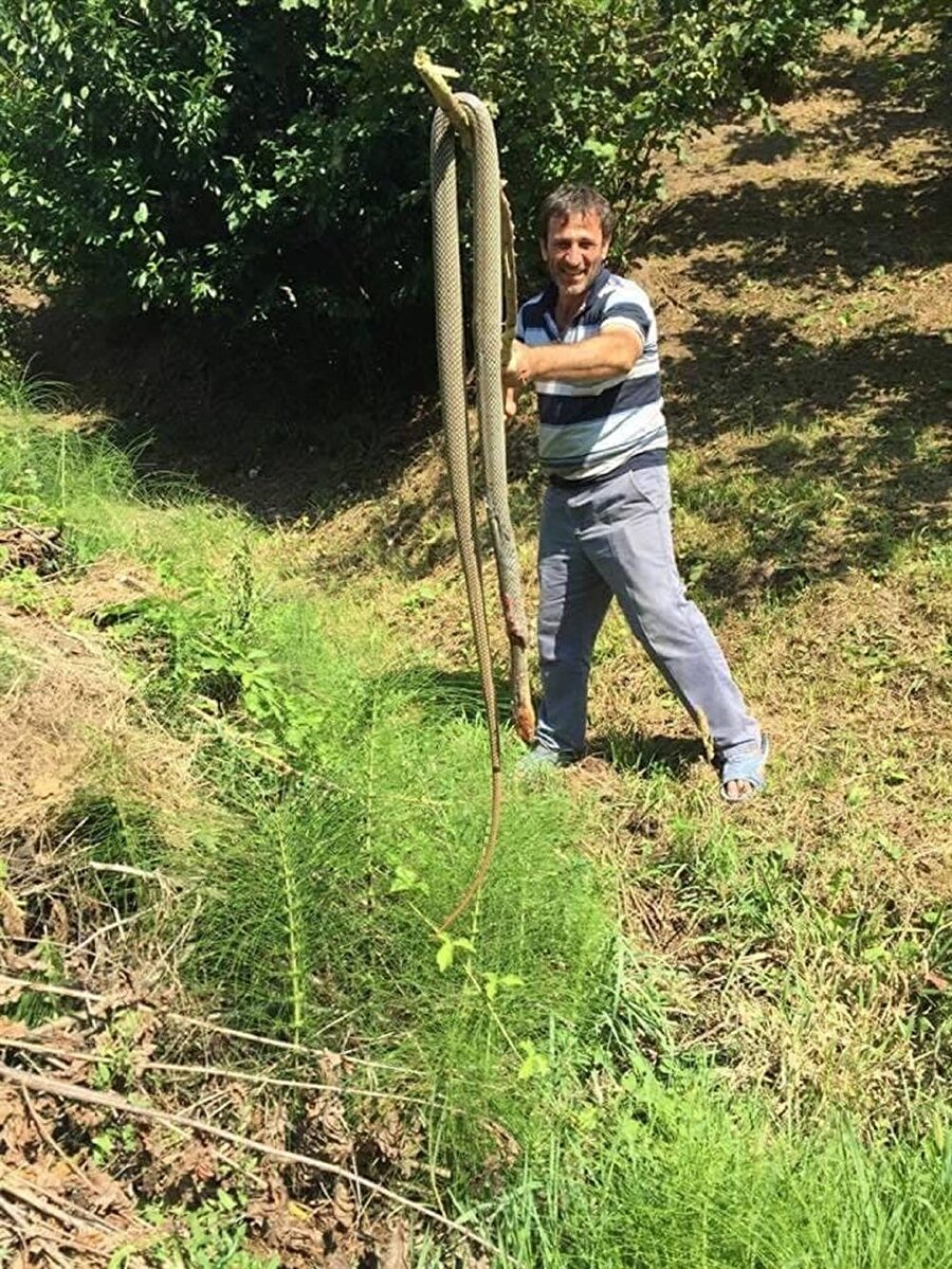 3 metrelik dev yılan