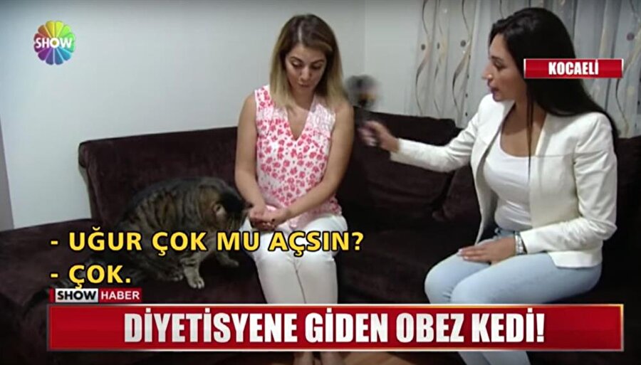 Diyet böyle bir şey işte kediyi bile dile getirmiş
