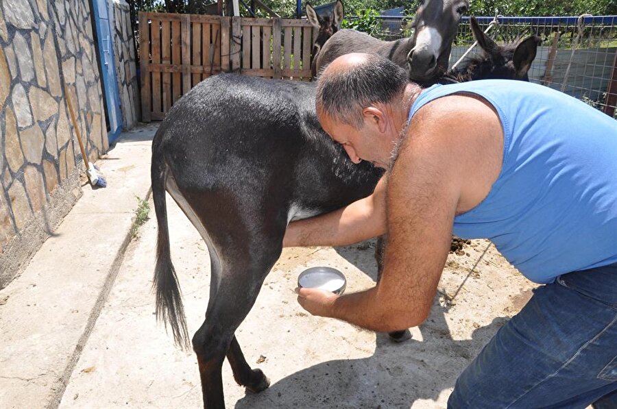 Aydın'ın Söke ilçesinde, eşeklerin sütü, kanser hastalarına ücretsiz olarak veriliyor.