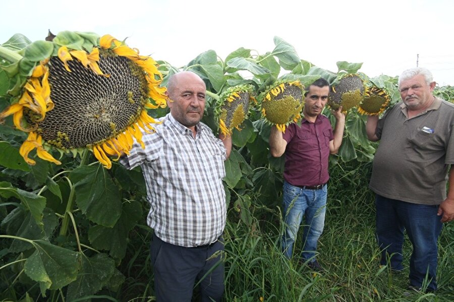Çin ayçiçeği Yenişehir ovasını sevdi.