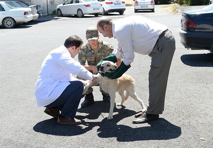Sınırda görevli mayın arama köpeklerine bakım yapıldı.
