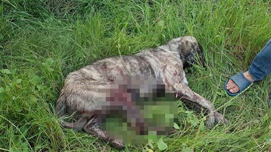 'Zara' isimli çoban köpeği komşularınca av tüfeği ile vuruldu.