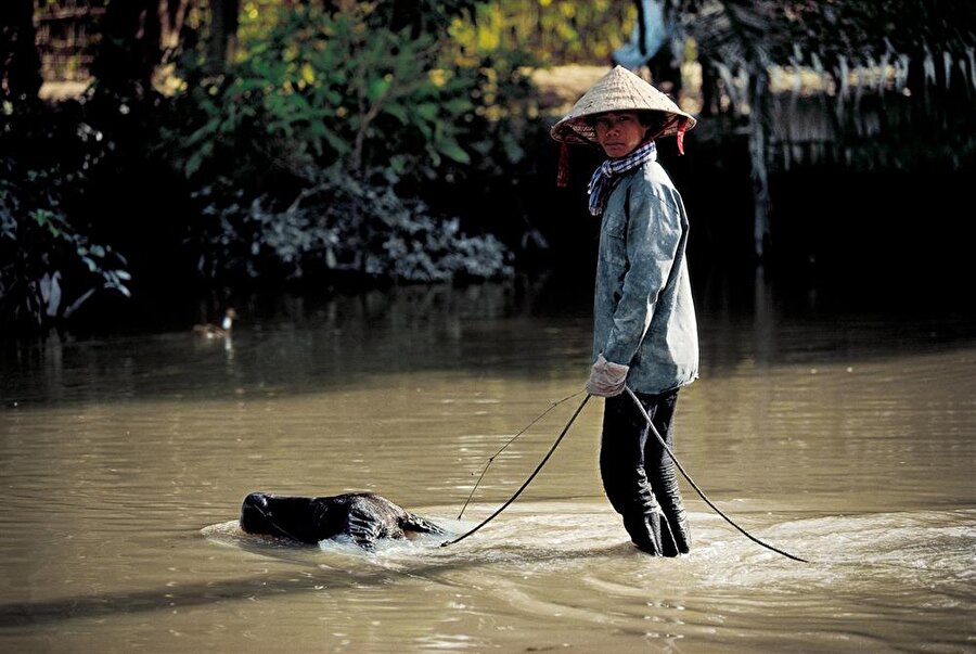Bir çiftçi su aygırıyla Vietnam'daki Mekong Nehri'ni geçiyor