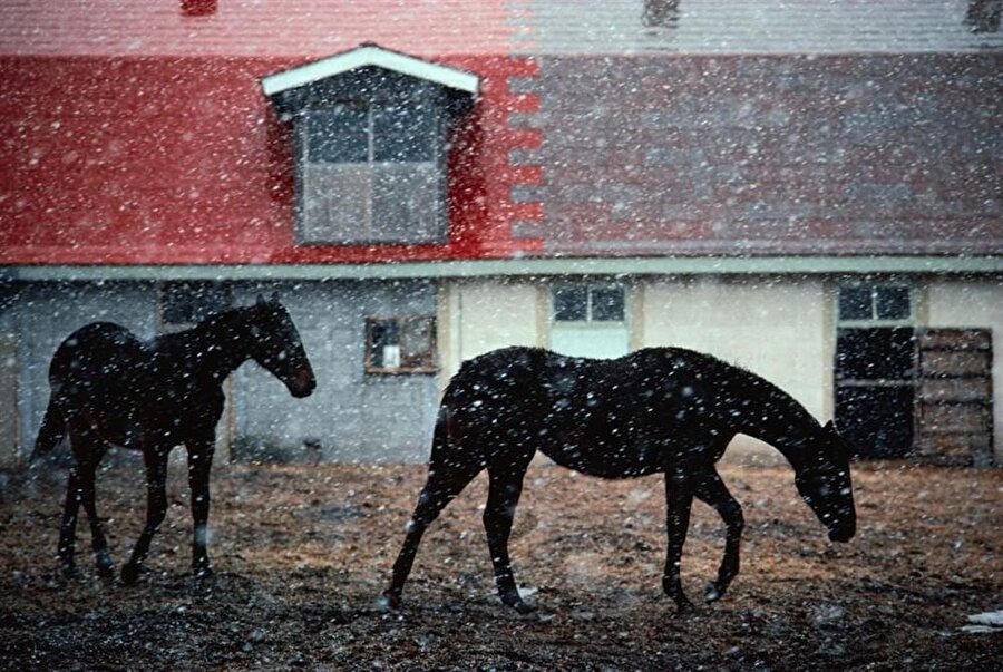 Japonya'nın yarış atı yetiştirme merkezi