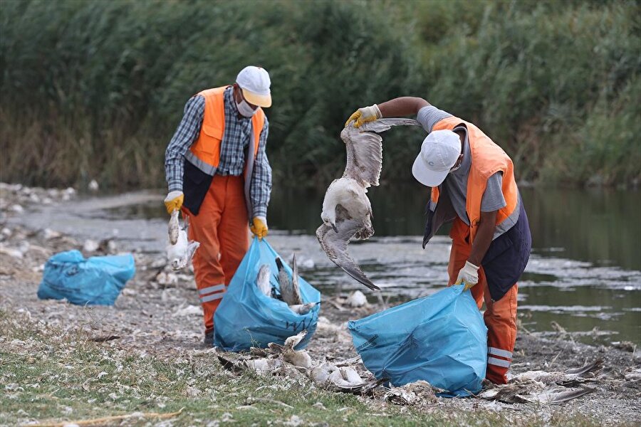 Van Gölü'ndeki Adır ve Çarpanak adalarında yaşam alanı oluşturan ve üreme döneminde telef olan yüzlerce martı, belediye ekipleri tarafından kıyıdan temizlendi.