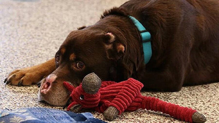 Polisler buldukları köpeğin kuyruğunun burnunun ve kulaklarının kesildiğini görünce şaşkına döndü