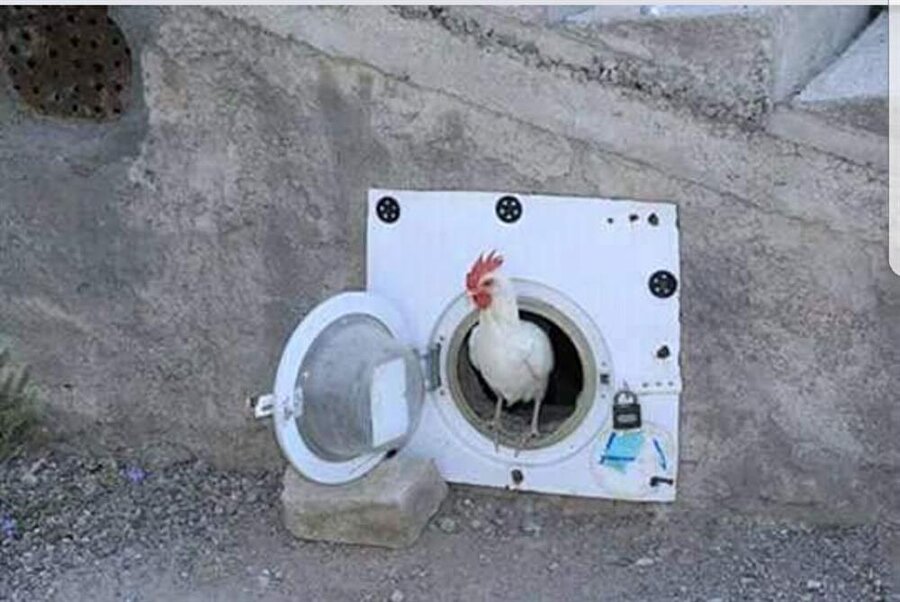 Yorum yapmaya gerek yok fotoğraf saf haliyle komik