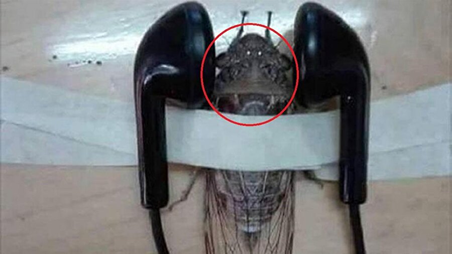 Ağustos böceği