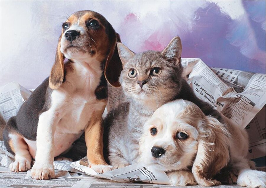 Kistli sakatatlar kedi ve köpeğe verilmemeli